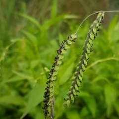 Paspalum dilatatum (Paspalum) at Lyneham, ACT - 17 Dec 2020 by tpreston