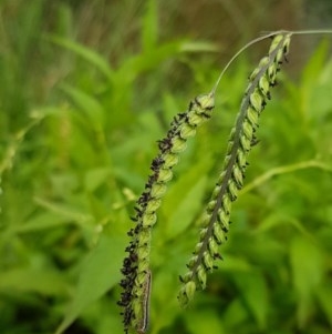 Paspalum dilatatum at Lyneham Wetland - 18 Dec 2020