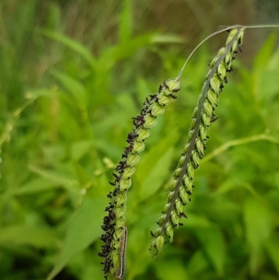 Paspalum dilatatum (Paspalum) at Lyneham, ACT - 17 Dec 2020 by tpreston