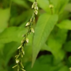 Persicaria hydropiper (Water Pepper) at City Renewal Authority Area - 18 Dec 2020 by trevorpreston