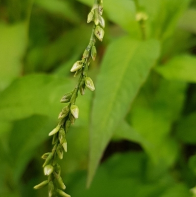 Persicaria hydropiper (Water Pepper) at Lyneham, ACT - 18 Dec 2020 by trevorpreston