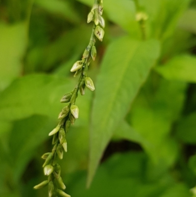 Persicaria hydropiper (Water Pepper) at Lyneham, ACT - 17 Dec 2020 by tpreston