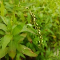 Persicaria hydropiper at Lyneham, ACT - 18 Dec 2020