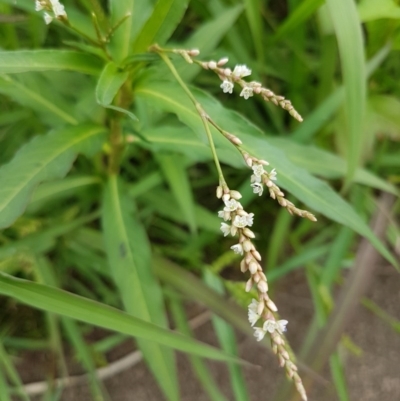 Persicaria decipiens (Slender Knotweed) at City Renewal Authority Area - 18 Dec 2020 by trevorpreston