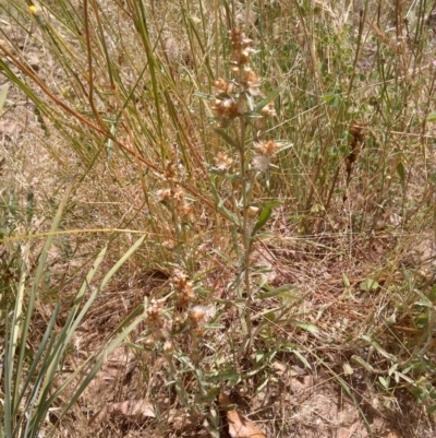 Gamochaeta americana (American Everlasting) at Hackett, ACT - 14 Dec 2020 by abread111