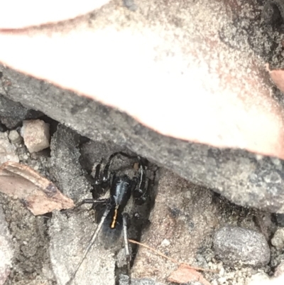 Zodariidae (family) (Ant spider or Spotted ground spider) at O'Connor, ACT - 15 Dec 2020 by MattFox