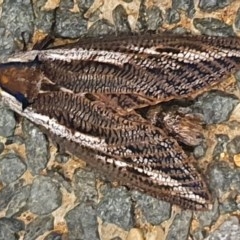 Endoxyla encalypti (Wattle Goat Moth) at Gundaroo, NSW - 17 Dec 2020 by Gunyijan