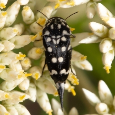 Mordella dumbrelli (Dumbrell's Pintail Beetle) at Bruce, ACT - 18 Dec 2020 by Roger