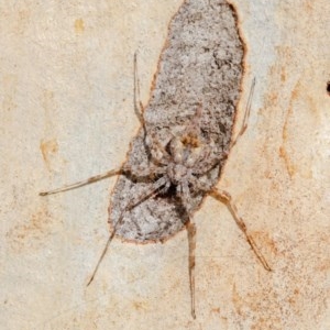 Tamopsis sp. (genus) at Bruce, ACT - 18 Dec 2020