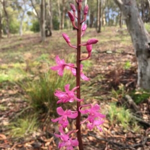 Dipodium roseum at Lower Boro, NSW - suppressed