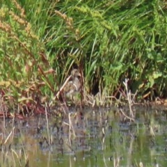 Rostratula australis (Australian Painted-snipe) at Fyshwick, ACT - 18 Dec 2020 by RodDeb