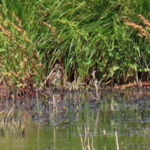 Rostratula australis at Fyshwick, ACT - 18 Dec 2020