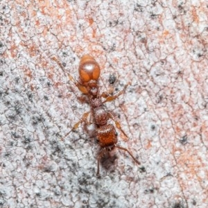 Podomyrma adelaidae at Bruce, ACT - 18 Dec 2020