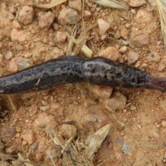 Limax maximus (Leopard Slug, Great Grey Slug) at Fyshwick, ACT - 18 Dec 2020 by Christine