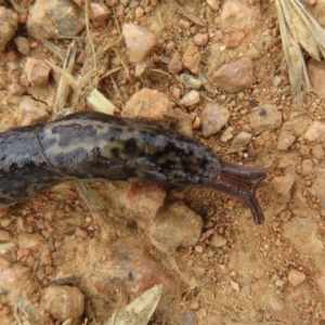 Limax maximus at Fyshwick, ACT - 18 Dec 2020