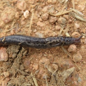 Limax maximus at Fyshwick, ACT - 18 Dec 2020