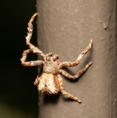 Sidymella sp. (genus) (A crab spider) at ANBG - 17 Dec 2020 by Roger