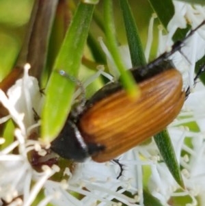 Phyllotocus rufipennis at Holt, ACT - 18 Dec 2020