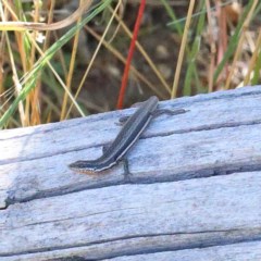 Morethia boulengeri (Boulenger's Skink) at O'Connor, ACT - 18 Dec 2020 by ConBoekel