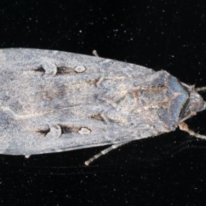 Agrotis infusa at Ainslie, ACT - 16 Dec 2020 09:15 PM