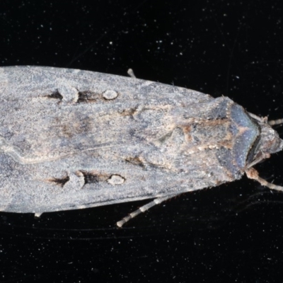 Agrotis infusa (Bogong Moth, Common Cutworm) at Ainslie, ACT - 16 Dec 2020 by jbromilow50