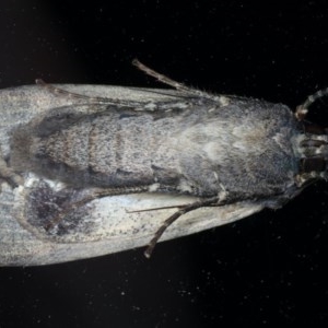 Agrotis infusa at Ainslie, ACT - 16 Dec 2020