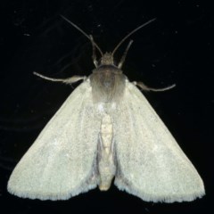 Heliocheilus moribunda (A Noctuid moth) at Ainslie, ACT - 17 Dec 2020 by jb2602