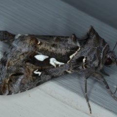 Chrysodeixis argentifera at Ainslie, ACT - 17 Dec 2020