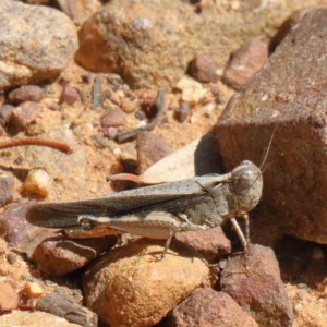 Austroicetes sp. (genus) at O'Connor, ACT - 18 Dec 2020