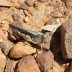 Austroicetes sp. (genus) at O'Connor, ACT - 18 Dec 2020