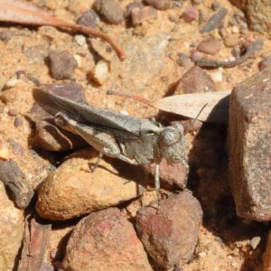 Austroicetes sp. (genus) at O'Connor, ACT - 18 Dec 2020