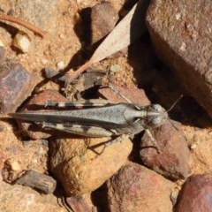 Austroicetes sp. (genus) at O'Connor, ACT - 18 Dec 2020