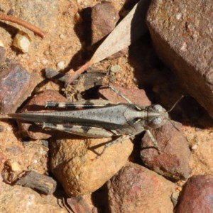 Austroicetes sp. (genus) at O'Connor, ACT - 18 Dec 2020