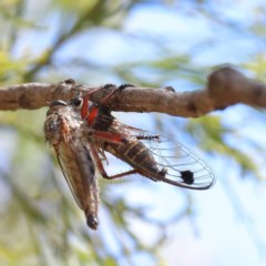 Galanga labeculata (Double-spotted cicada) at O'Connor, ACT - 18 Dec 2020 by ConBoekel