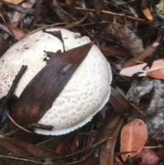 Unidentified Fungus at ANBG - 17 Dec 2020 by Tapirlord