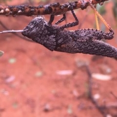 Coryphistes ruricola (Bark-mimicking Grasshopper) at Acton, ACT - 17 Dec 2020 by Tapirlord