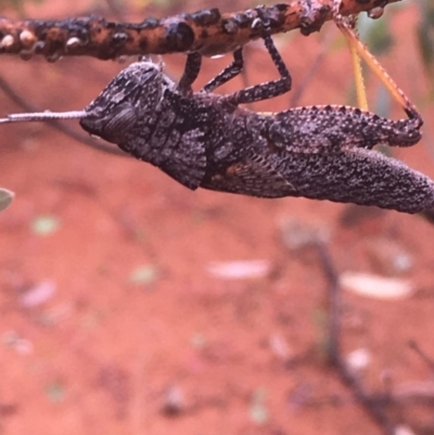 Coryphistes ruricola (Bark-mimicking Grasshopper) at Acton, ACT - 17 Dec 2020 by Tapirlord