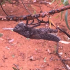 Coryphistes ruricola at Acton, ACT - 17 Dec 2020