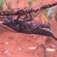 Coryphistes ruricola at Acton, ACT - 17 Dec 2020