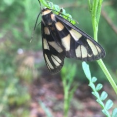 Amata (genus) (Handmaiden Moth) at Acton, ACT - 16 Dec 2020 by Tapirlord