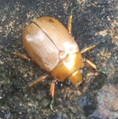 Anoplognathus brunnipennis (Green-tailed Christmas beetle) at Canberra Central, ACT - 16 Dec 2020 by Tapirlord