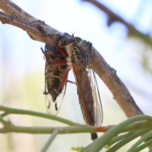 Colepia sp. (genus) at O'Connor, ACT - 18 Dec 2020