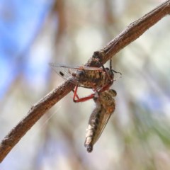 Colepia sp. (genus) at O'Connor, ACT - 18 Dec 2020