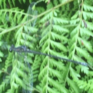 Austroargiolestes icteromelas at Acton, ACT - 17 Dec 2020