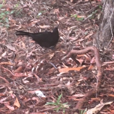 Corcorax melanorhamphos (White-winged Chough) at Acton, ACT - 16 Dec 2020 by Tapirlord