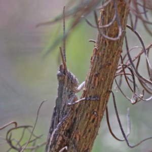 Coryphistes ruricola at O'Connor, ACT - 18 Dec 2020