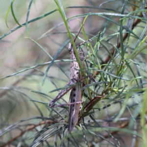 Coryphistes ruricola at O'Connor, ACT - 18 Dec 2020