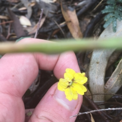 Goodenia hederacea (Ivy Goodenia) at ANBG - 16 Dec 2020 by Tapirlord