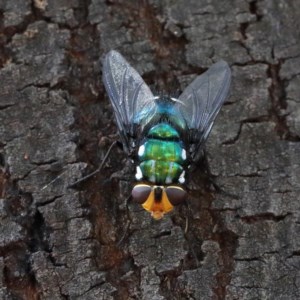 Rutilia (Ameniamima) argentifera at O'Connor, ACT - 18 Dec 2020