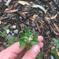 Einadia hastata (Berry Saltbush) at Acton, ACT - 17 Dec 2020 by Tapirlord